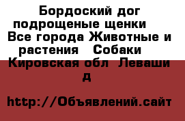 Бордоский дог подрощеные щенки.  - Все города Животные и растения » Собаки   . Кировская обл.,Леваши д.